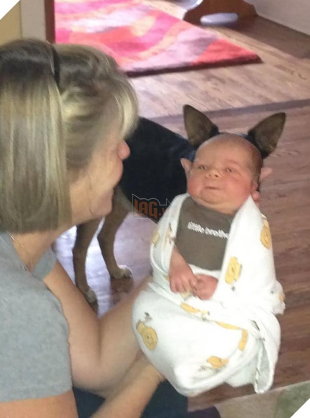 những chú chó phá đám khi chụp ảnh