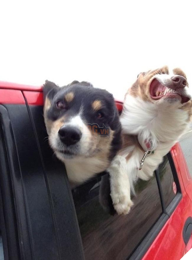 những chú chó phá đám khi chụp ảnh