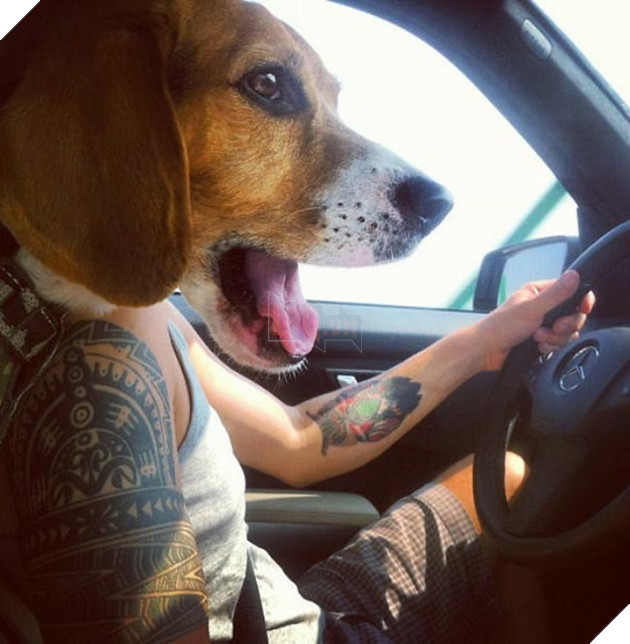 những chú chó phá đám khi chụp ảnh