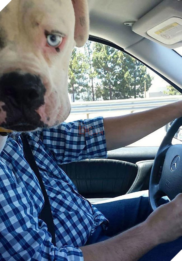 những chú chó phá đám khi chụp ảnh