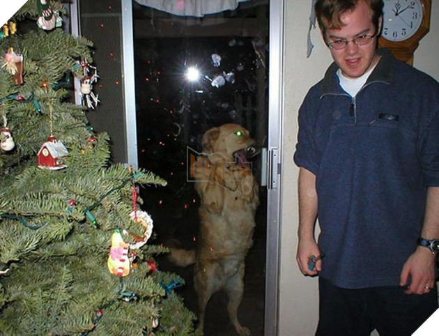 những chú chó phá đám khi chụp ảnh