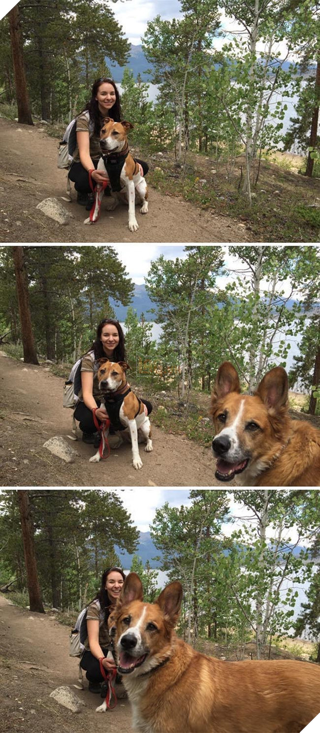 những chú chó phá đám khi chụp ảnh