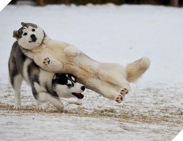 những chú chó phá đám khi chụp ảnh