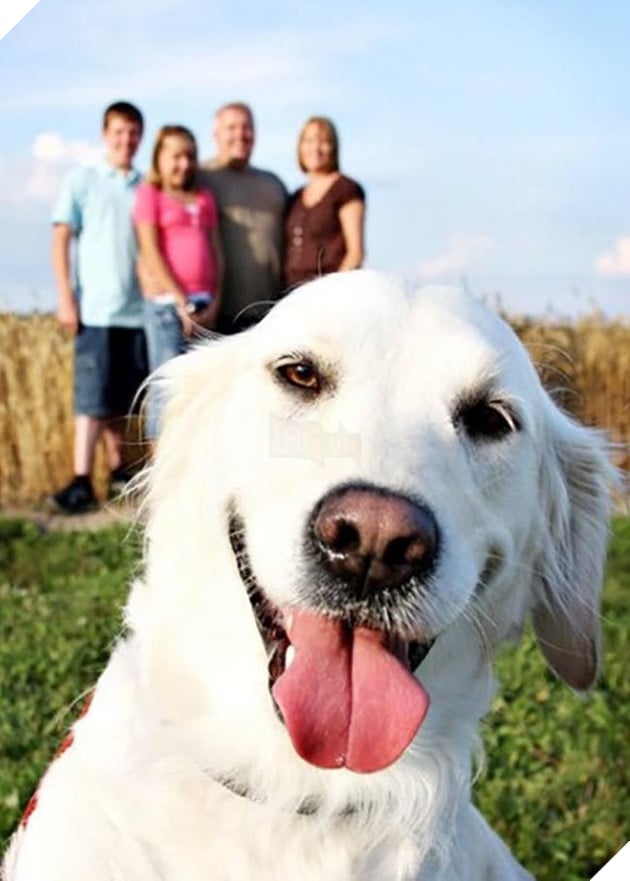 những chú chó phá đám khi chụp ảnh