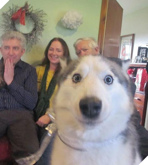 những chú chó phá đám khi chụp ảnh