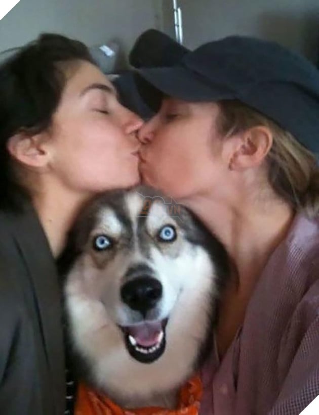 những chú chó phá đám khi chụp ảnh