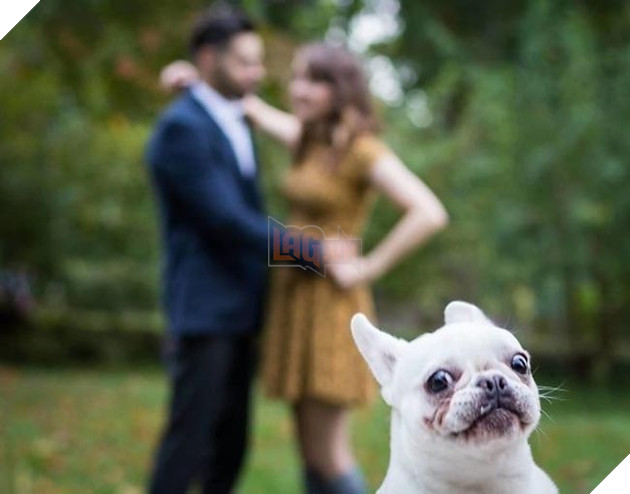 những chú chó phá đám khi chụp ảnh