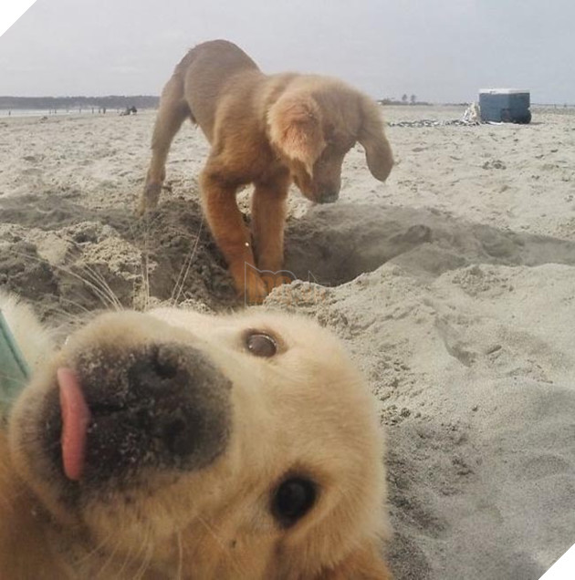 những chú chó phá đám khi chụp ảnh