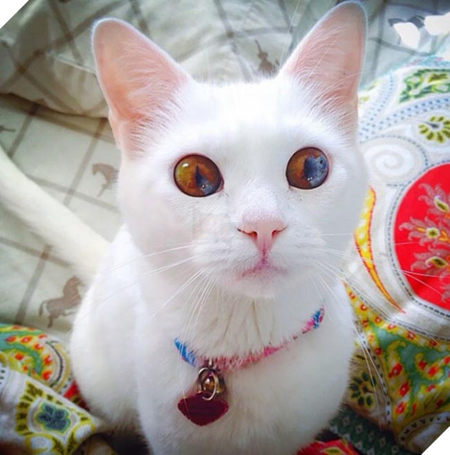 những chú mèo đẹp nhất thế giới