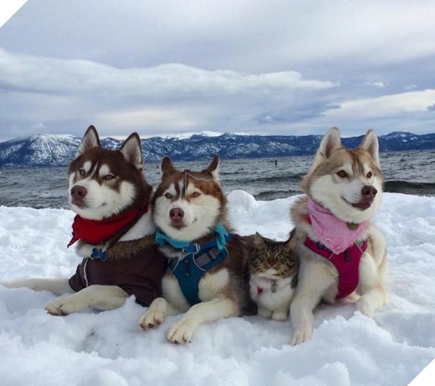 cô mèo nghĩ mình là chó husky