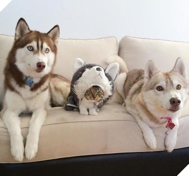 cô mèo nghĩ mình là chó husky