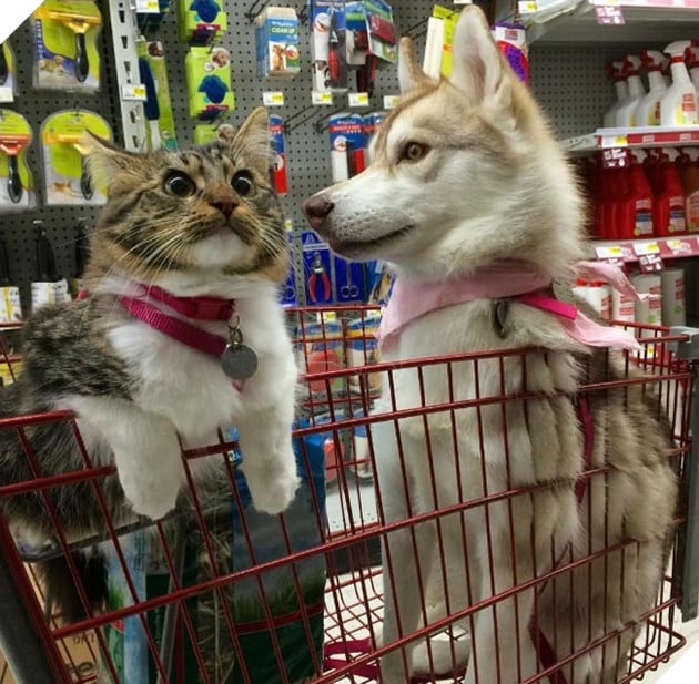 cô mèo nghĩ mình là chó husky