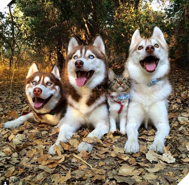 cô mèo nghĩ mình là chó husky