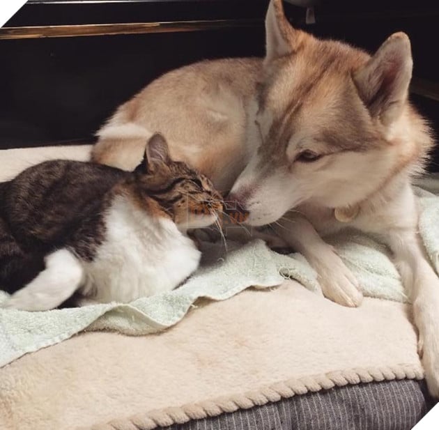 cô mèo nghĩ mình là chó husky