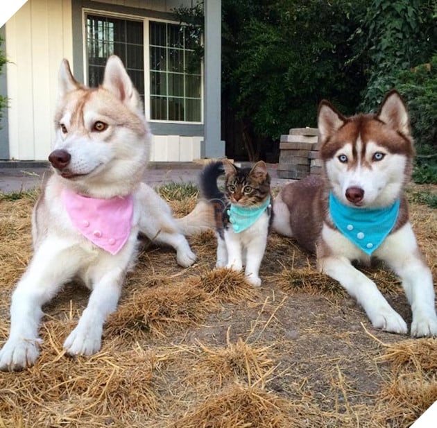 cô mèo nghĩ mình là chó husky