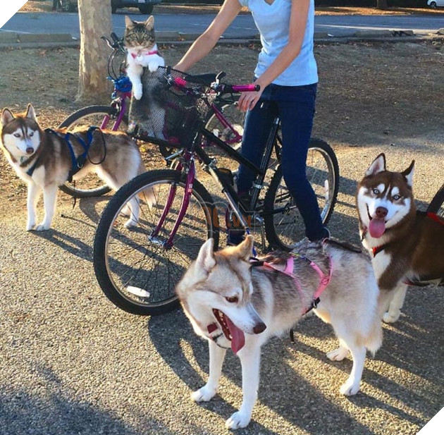 cô mèo nghĩ mình là chó husky