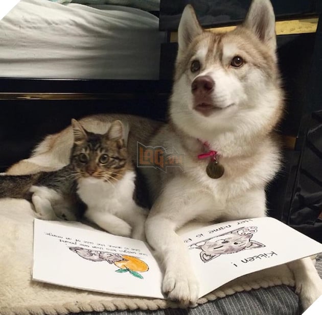 cô mèo nghĩ mình là chó husky