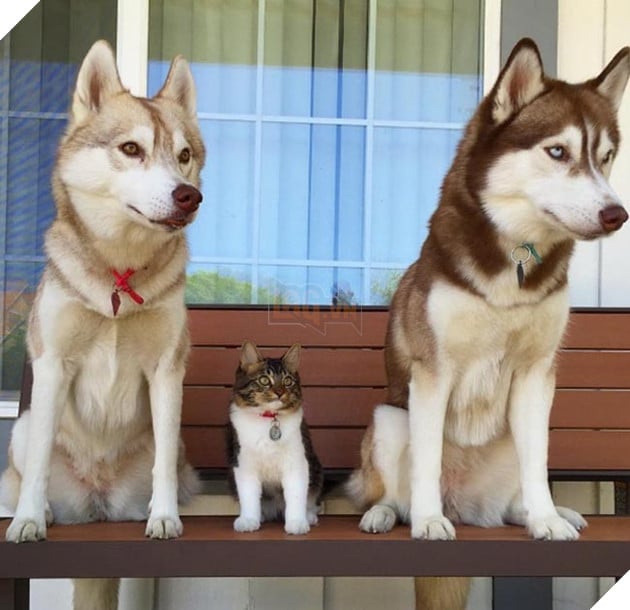 cô mèo nghĩ mình là chó husky