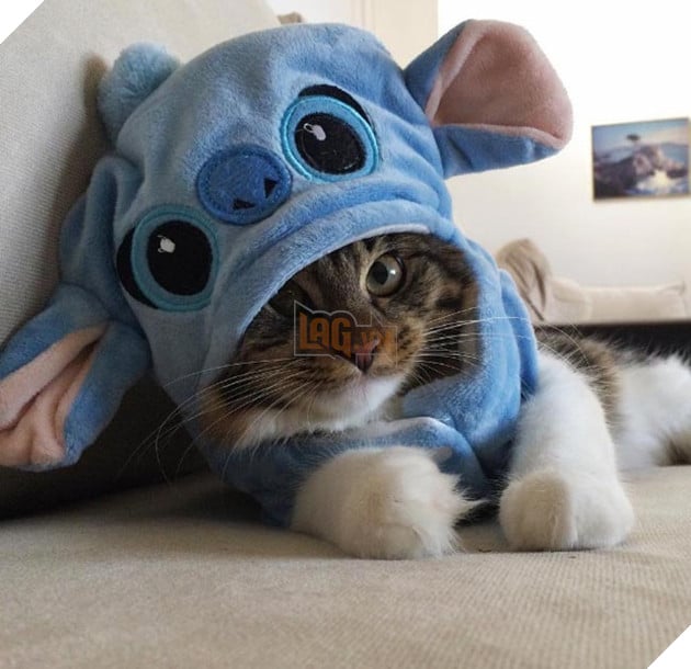 cô mèo nghĩ mình là chó husky