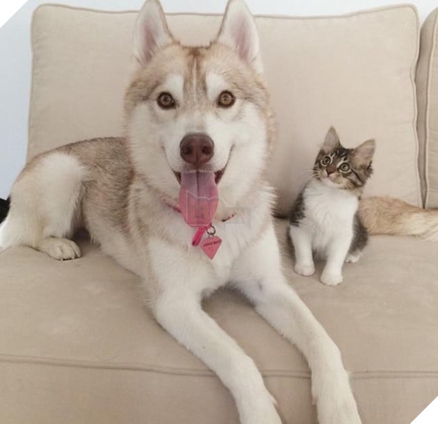 cô mèo nghĩ mình là chó husky