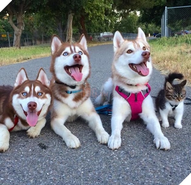 cô mèo nghĩ mình là chó husky