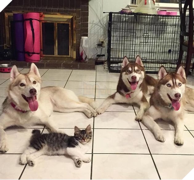 cô mèo nghĩ mình là chó husky