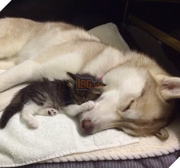 cô mèo nghĩ mình là chó husky