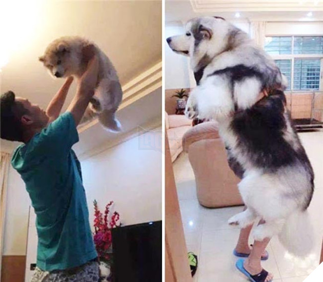 chú chó dậy thì thành công