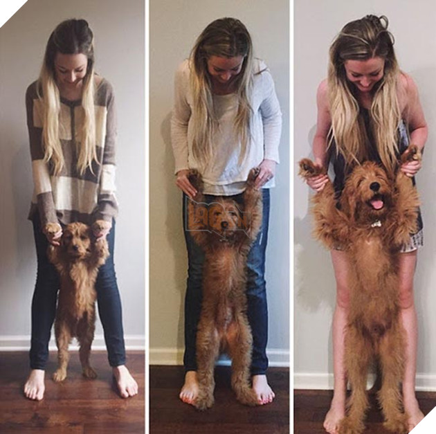 chú chó dậy thì thành công