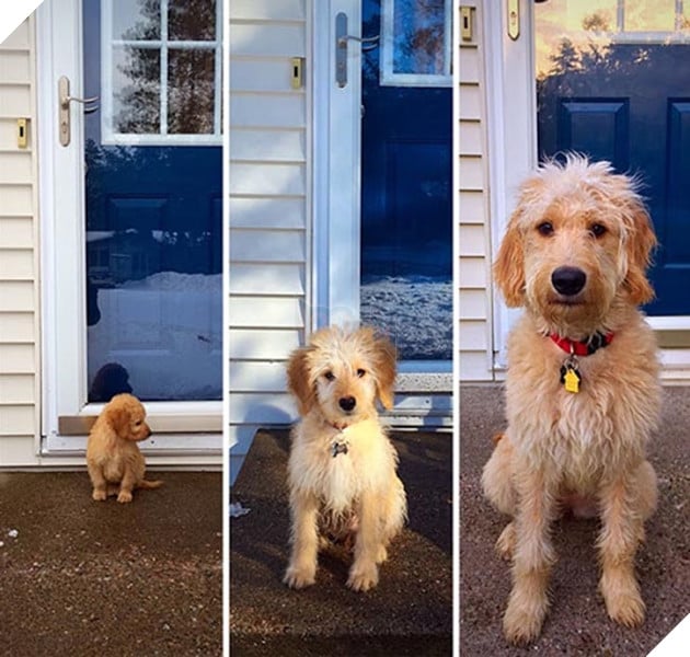 chú chó dậy thì thành công