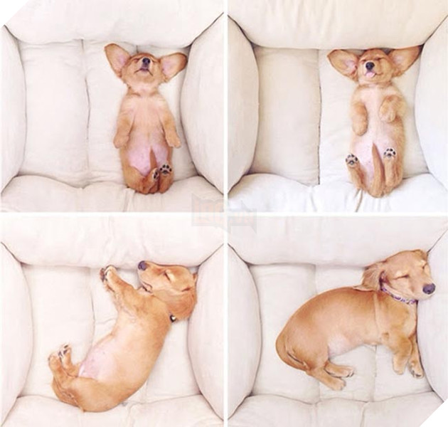 chú chó dậy thì thành công