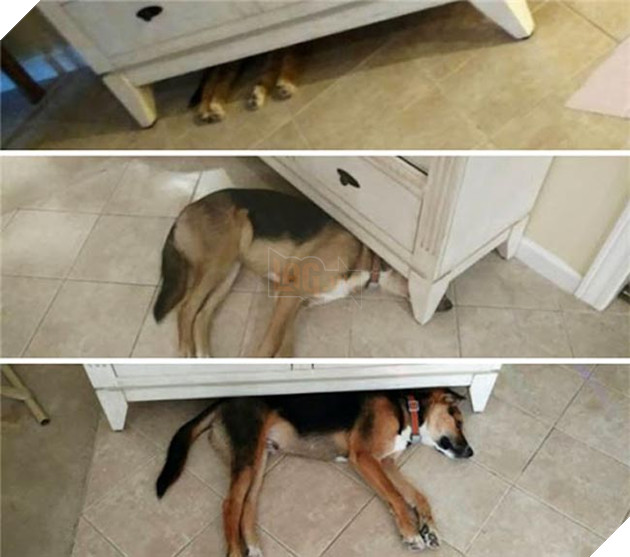 chú chó dậy thì thành công