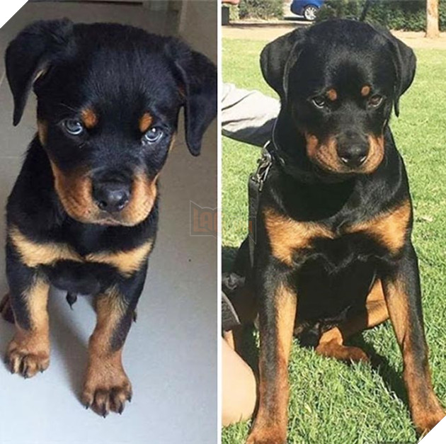 chú chó dậy thì thành công