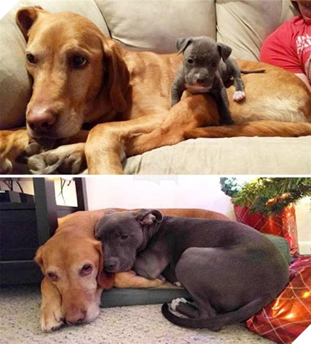 chú chó dậy thì thành công