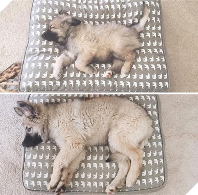 chú chó dậy thì thành công