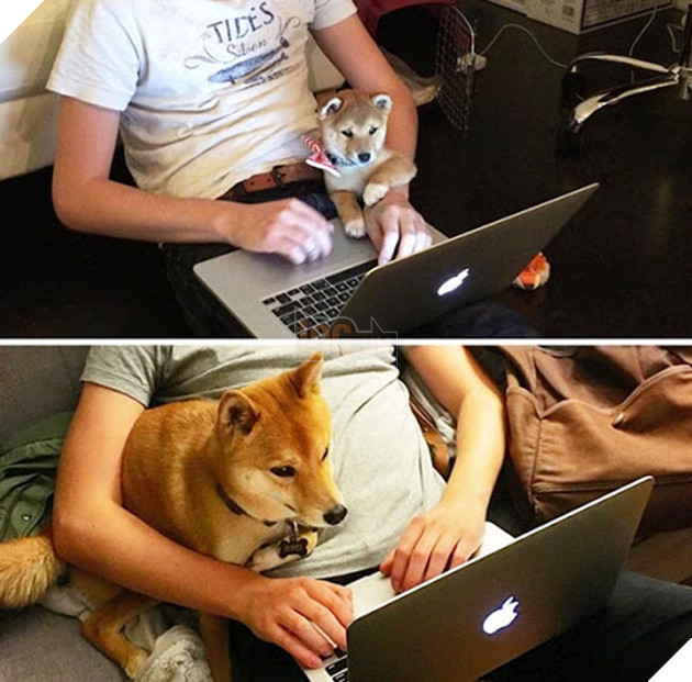 chú chó dậy thì thành công