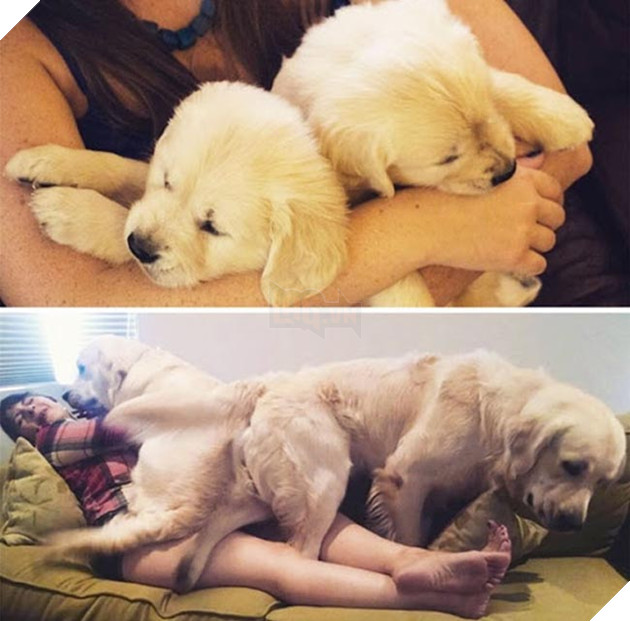 chú chó dậy thì thành công