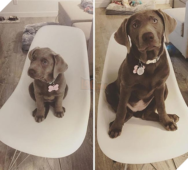 chú chó dậy thì thành công