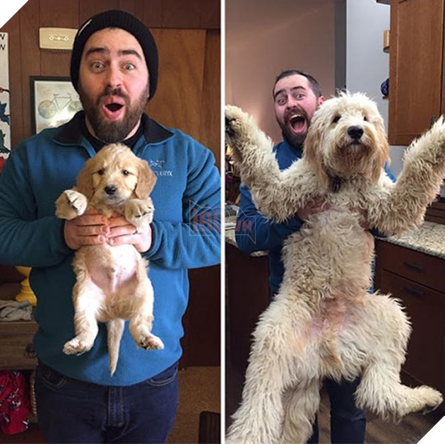 chú chó dậy thì thành công