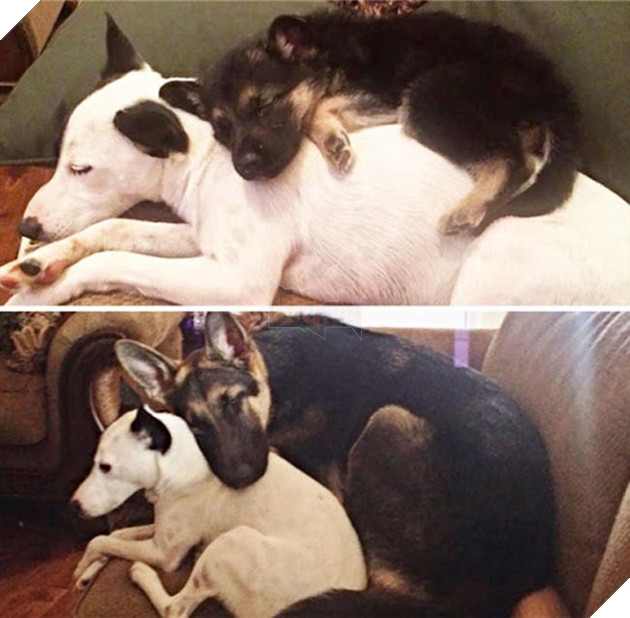 chú chó dậy thì thành công