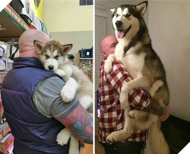 chú chó dậy thì thành công