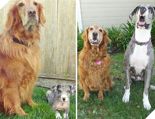 chú chó dậy thì thành công