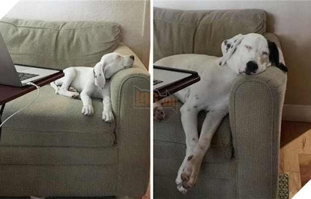 chú chó dậy thì thành công