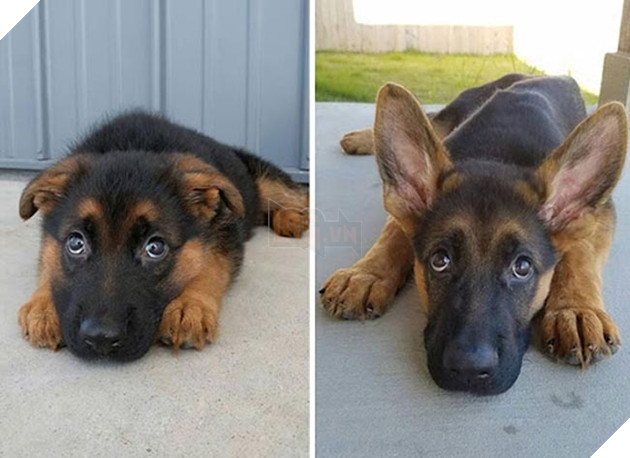 chú chó dậy thì thành công