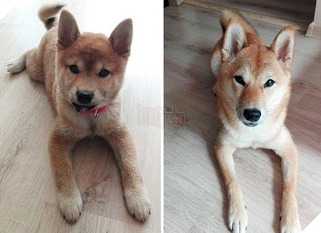 chú chó dậy thì thành công