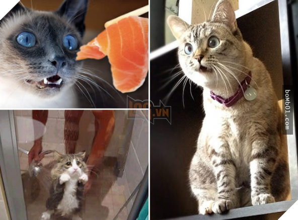 17 bằng chứng cho thấy mèo là loài động vật có biểu cảm ‘sinh động nhất’ thế giới 15