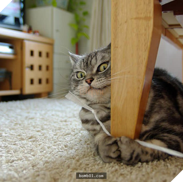 17 bằng chứng cho thấy mèo là loài động vật có biểu cảm ‘sinh động nhất’ thế giới 2