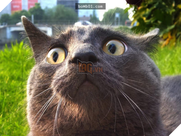 17 bằng chứng cho thấy mèo là loài động vật có biểu cảm ‘sinh động nhất’ thế giới 10