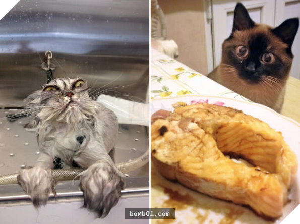 17 bằng chứng cho thấy mèo là loài động vật có biểu cảm ‘sinh động nhất’ thế giới 5