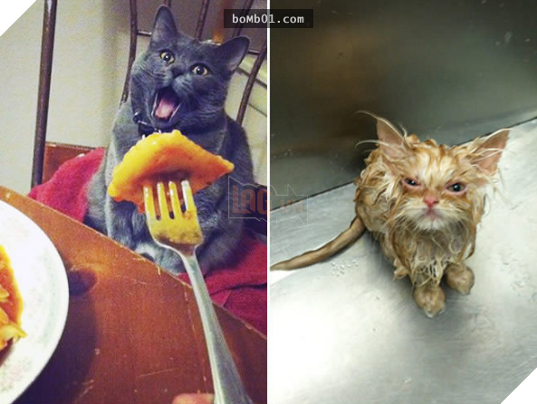 17 bằng chứng cho thấy mèo là loài động vật có biểu cảm ‘sinh động nhất’ thế giới 13